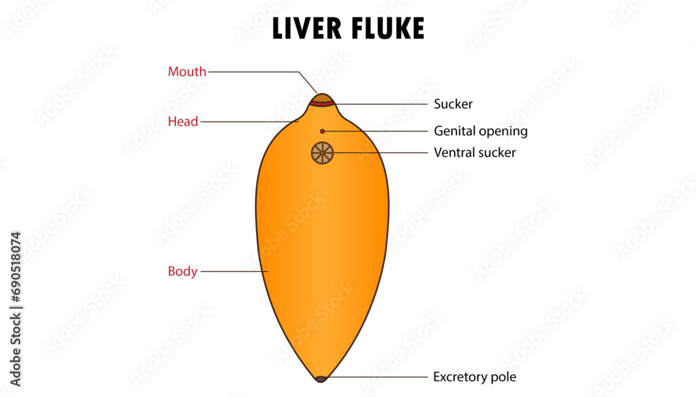 liver fluke, parasite animal diagram parts Stock Vector