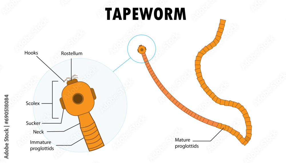 Parts of the Tapeworm diagram, illustration Stock Vector Adobe Stock