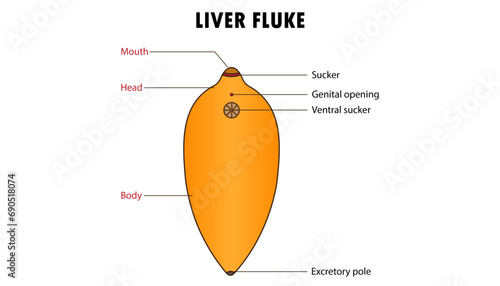 liver fluke, parasite animal diagram parts photo