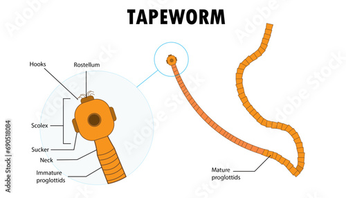 Parts of the Tapeworm diagram, illustration photo