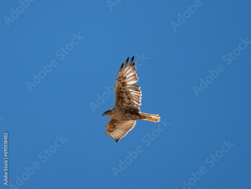 Ferruginous Hawk in flight in Colorado