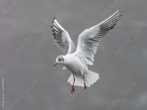 Black headed gull in flight