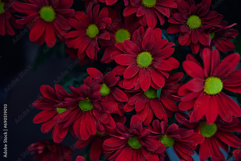 bunch of red daisies with green centers. The background is dark and blurred, close-up photo