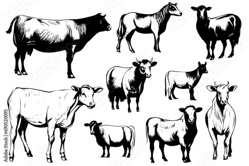 Farm animals. Set of vector sketches on a white background photo