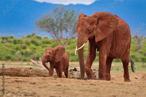 Elefanten im Nationalpark Amboseli,  Tsavo Ost und Tsavo West in Kenia photo