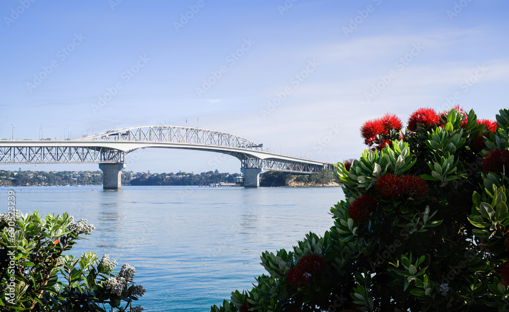 Auckland Harbour Bridge framed by Pohutukawa blooms. New Zealand Christmas tree.