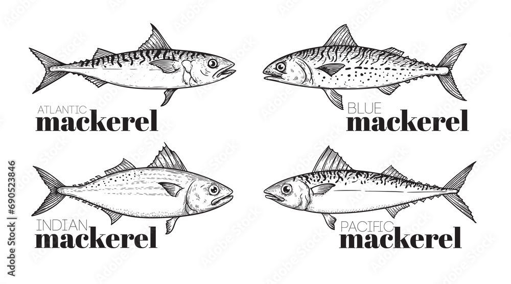 Obraz premium Hand drawn sketch style mackerel set. best for fish restaurant menu, fish and seafood market designs. Vector illustrations on white.