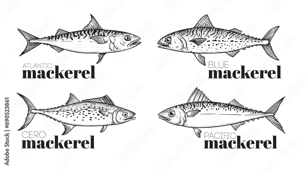 Fototapeta premium Hand drawn sketch style mackerel set. best for fish restaurant menu, fish and seafood market designs. Vector illustrations on white.