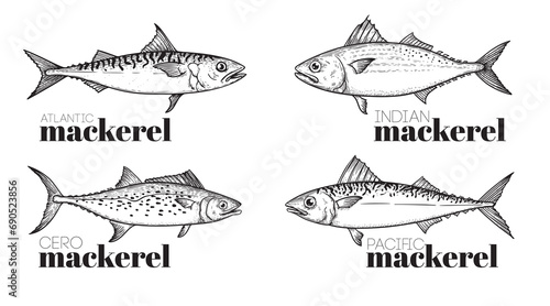 Hand drawn sketch style mackerel set. best for fish restaurant menu, fish and seafood market designs. Vector illustrations on white. photo