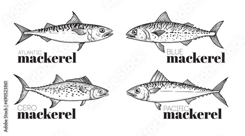 Hand drawn sketch style mackerel set. best for fish restaurant menu, fish and seafood market designs. Vector illustrations on white.