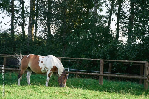 Horse in spring pasture. The horse eating the green grass in the spring meadow. Husbandry rural farm. © AlexGo