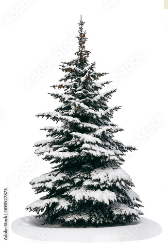 A spruce tree in the snow on a white background is isolated without decoration.