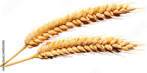  Ears of wheat