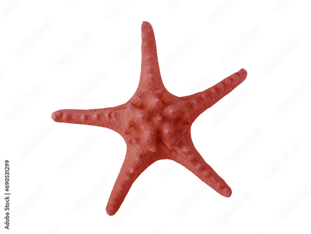 big starfish isolated on white background big starfish isolated on white background