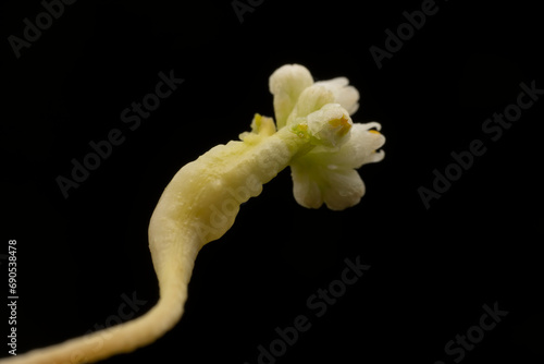 flowers of Parasitic plant Dodder