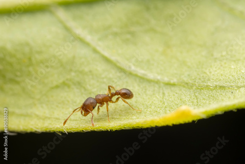 ant inhabiting on the leaves of wild plants