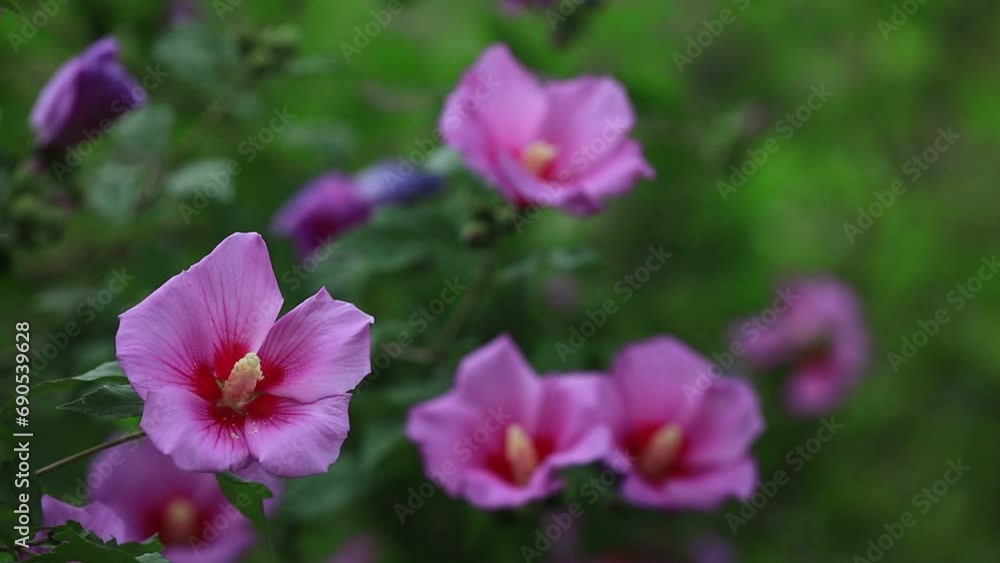Blooming hibiscus flowers in the garden Blooming hibiscus flowers in the garden