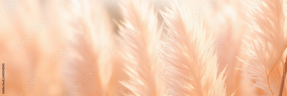 growing pampas grass background with color of the year 2024 peach fuzz. growing pampas grass background with color of the year 2024 peach fuzz.