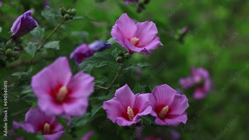 Blooming hibiscus flowers in the garden Blooming hibiscus flowers in the garden