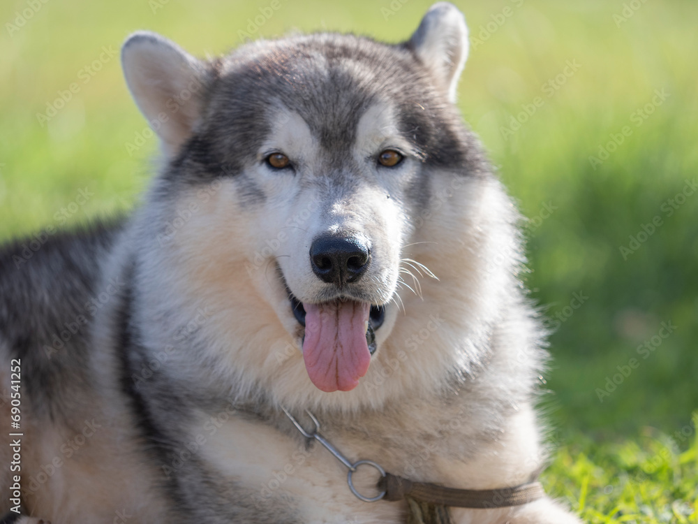 Siberian dog lying on the grass Siberian dog lying on the grass