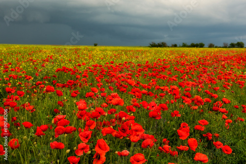 Blooming field with wild scarlet poppies during a thunderstorm.