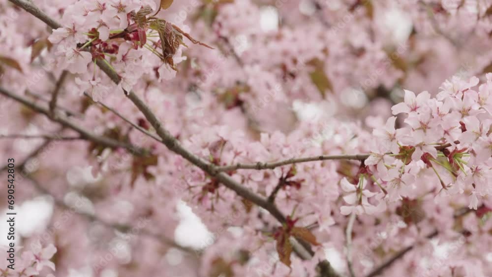 Sakura cherry blossom in spring on a cloudy day Sakura cherry blossom in spring on a cloudy day
