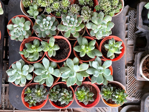 Potted various succulent plants on deck top view