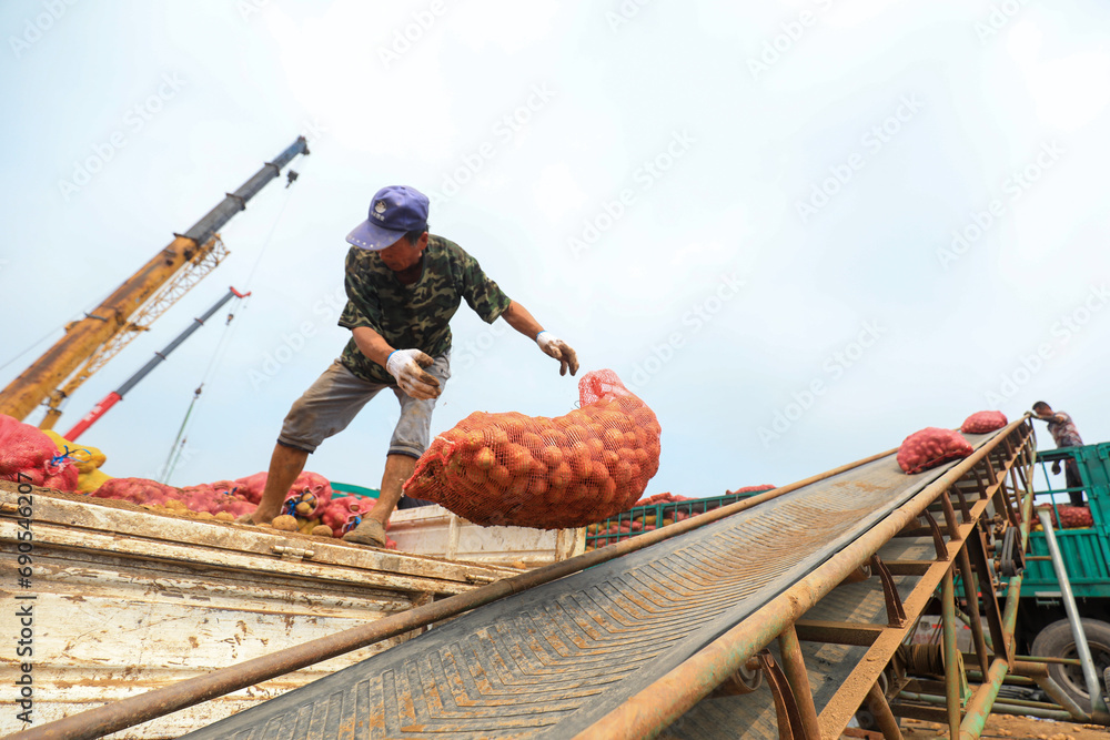 Farmers use conveyor belts to transport potatoes in the fields.