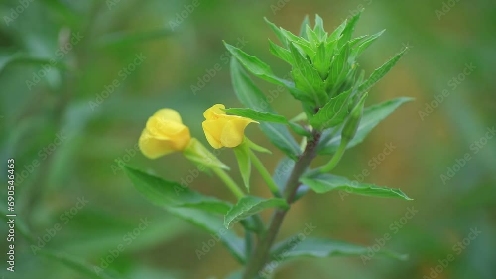 evening primrose flowers in the wild state evening primrose flowers in the wild state