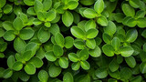 green leaves background HD 8K wallpaper Stock Photographic Image 