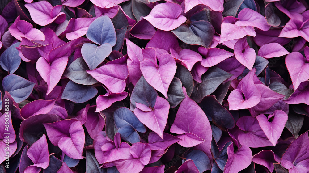 purple HD 8K wallpaper Stock Photographic Image purple HD 8K wallpaper Stock Photographic Image