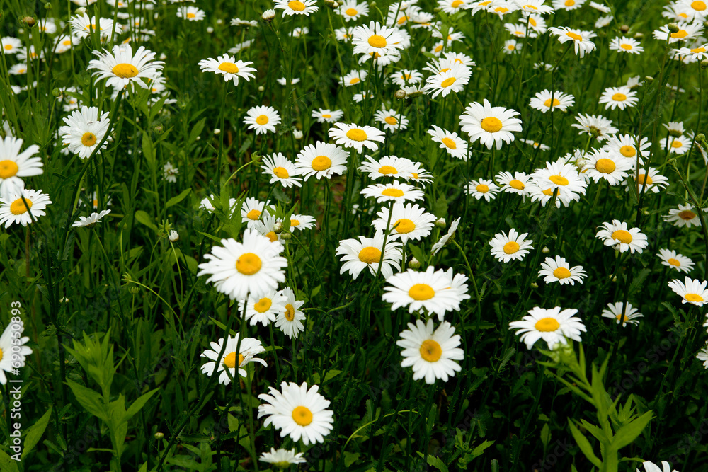 Fototapeta premium daisies in a field