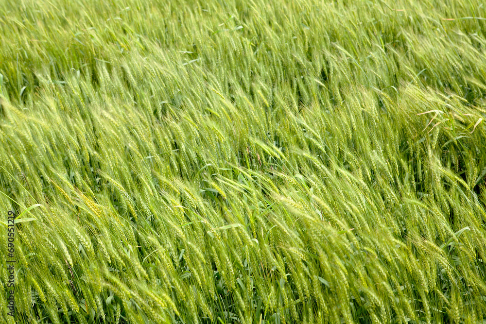 view of the barley field in spring view of the barley field in spring