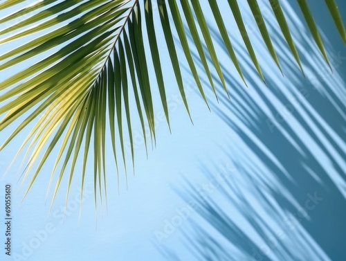 palm tree leaves