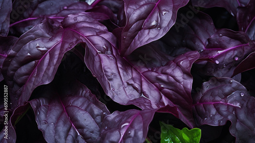 cabbage leaves HD 8K wallpaper Stock Photographic Image 