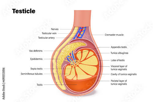 Testicle anatomy. Structures of testicles. Male reproductive system. Cross section of the testis. photo