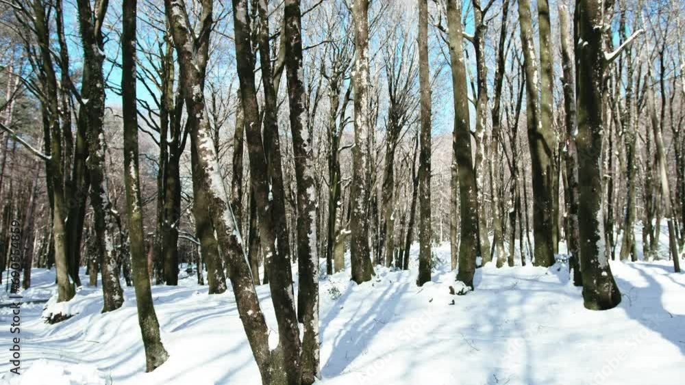 Snowy forest in mountain landscape Snowy forest in mountain landscape