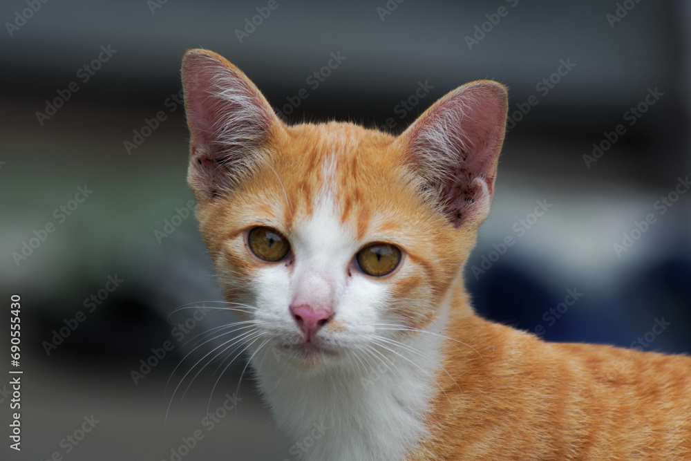 A small kitten is sitting on the green grass. A small kitten runs on the grass outdoors in the sunlight. Domestic animals. Cute funny cat at home.