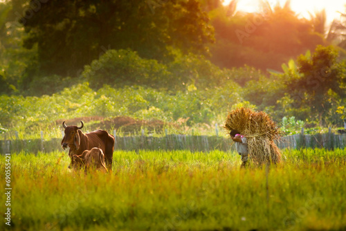 A farmer and cows in rural Thailand. Thai farmers cut grass and carry it on their backs to feed their cattle in the field.