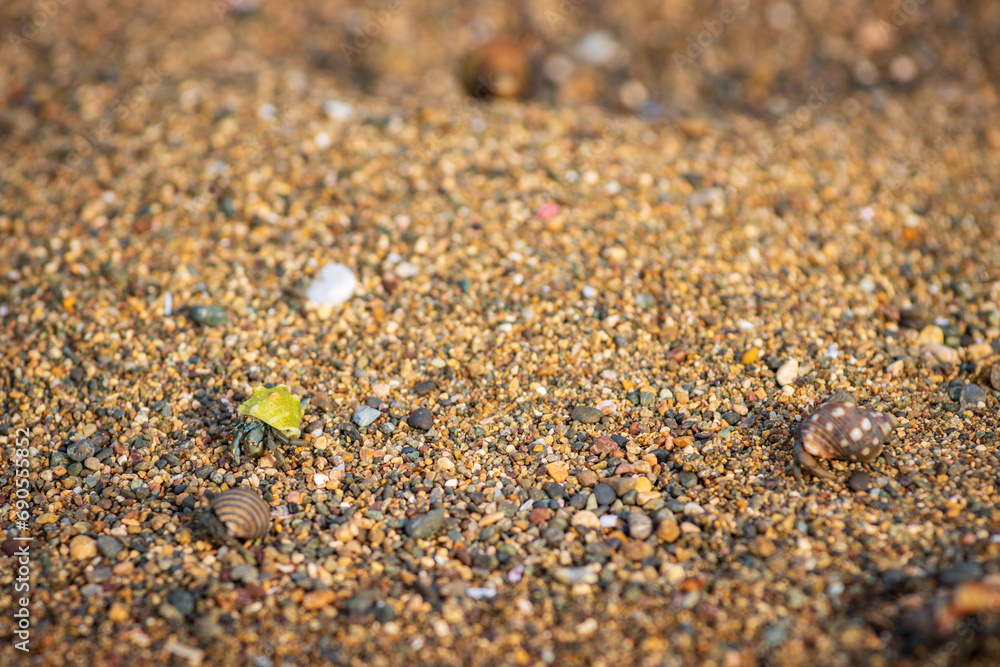 Green hermit crab in a beach of Drake bay (Costa Rica) Green hermit crab in a beach of Drake bay (Costa Rica)