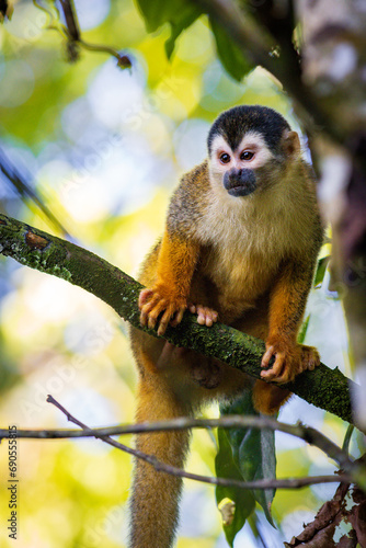Photography Squirrel monkey (Saimiri oerstedii) in Corcovado National Park (Costa Rica)