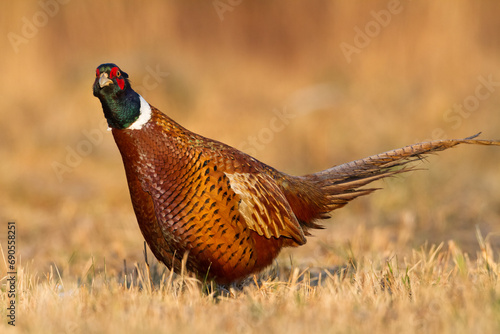 Wallpaper Mural Bird - Common pheasant Phasianus colchius Ring-necked pheasant in natural habitat wildlife Poland Europe Torontodigital.ca