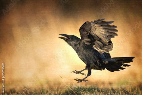 beautiful raven Corvus corax sitting on the branch North Poland Europe, old vintage filters - halloween	 photo