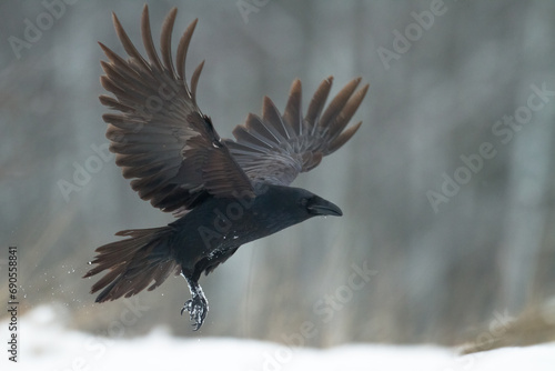 Bird beautiful raven Corvus corax North Poland Europe photo