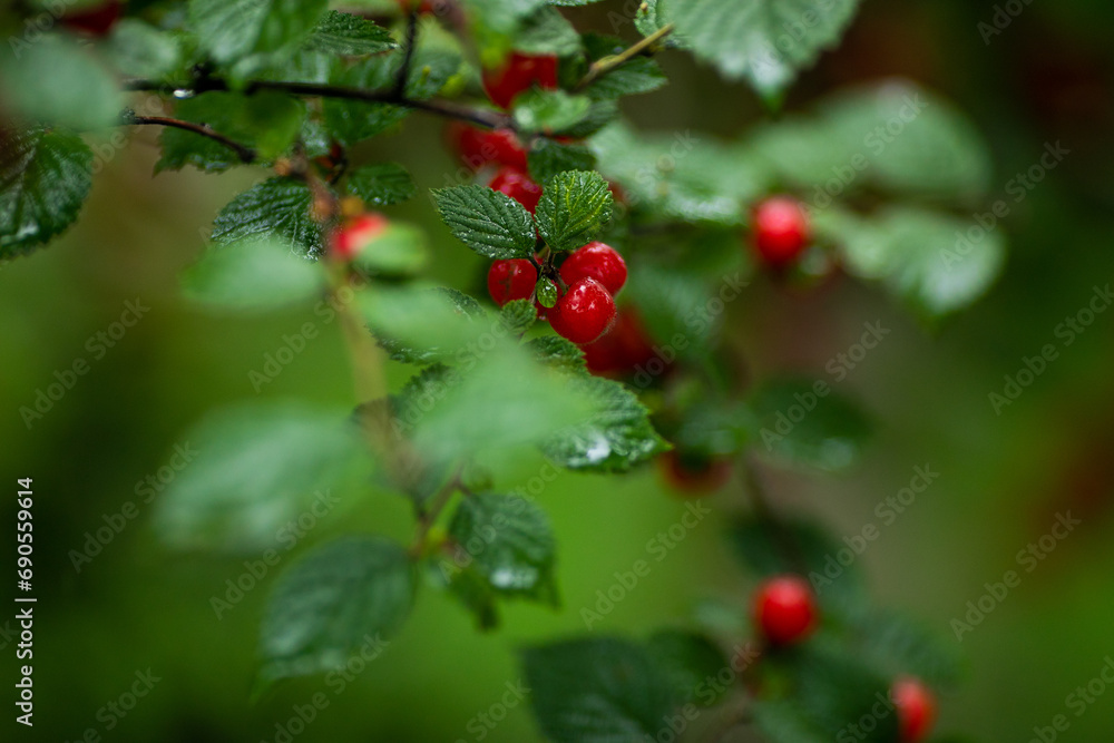 Red berries in green foliage during the rain. Close-up.