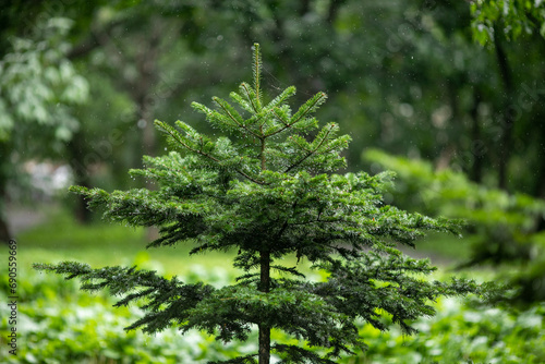 Coniferous trees during the rain. Drops on the Christmas tree.