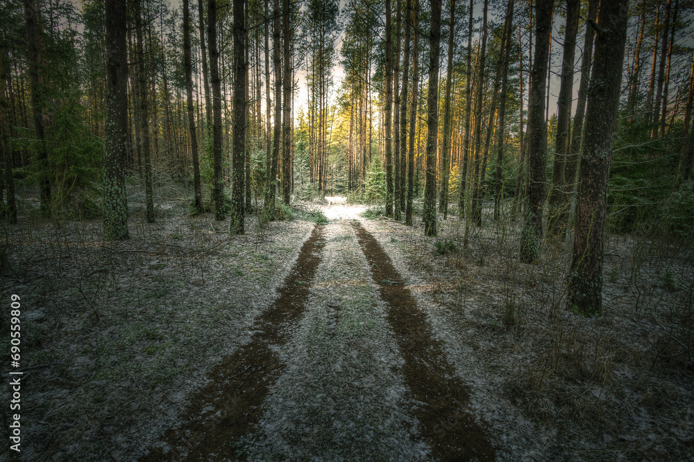 Fototapeta premium Landscape winter old forest, Poland Europe, trees and road, small path between trees