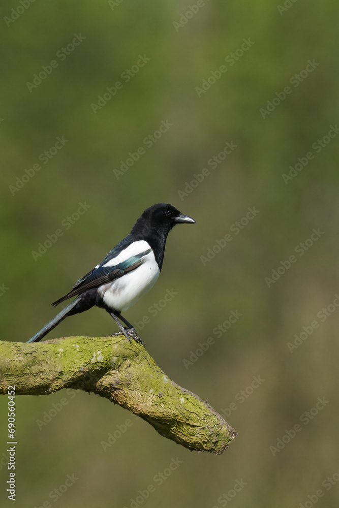 Flying bird Eurasian Magpie or Common Magpie or Pica pica with colorful background