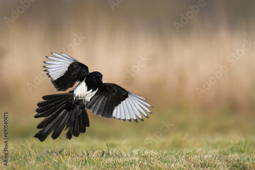 Flying bird Eurasian Magpie or Common Magpie or Pica pica with colorful background © Marcin Perkowski