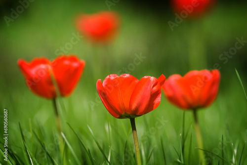 summer garden - red tulip summer time wallpaper or background, amazing red flower © Marcin Perkowski